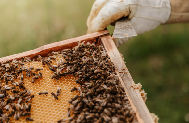 A bee hive populates a bee box held by a gloved hand.